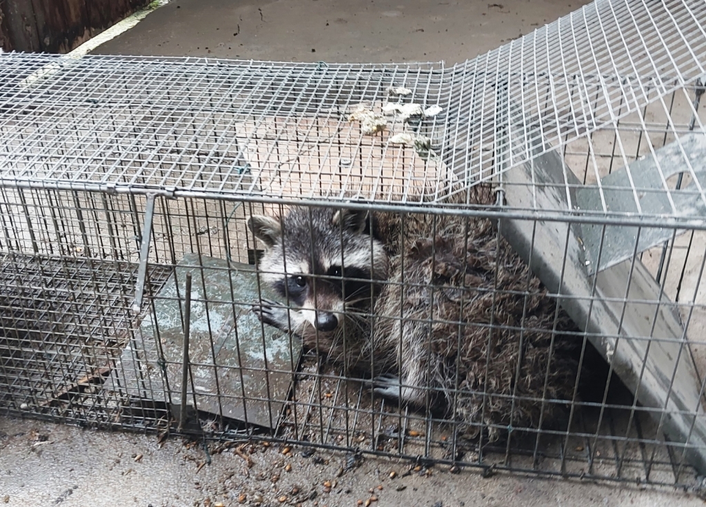 Ein Waschbär ist in einer Lebendfalle gefangen worden. 