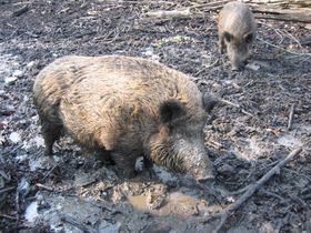 Wildschwein