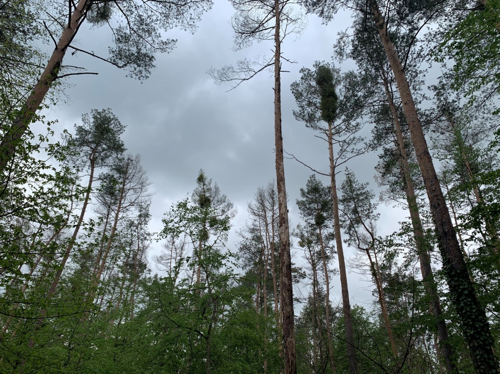 Foto aus dem Oftersheimer Wald mit kranken Bäumen