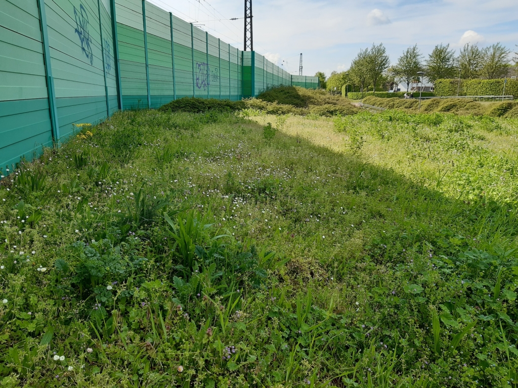 Wildkräuter entlang der Bahntrasse in Nord-West