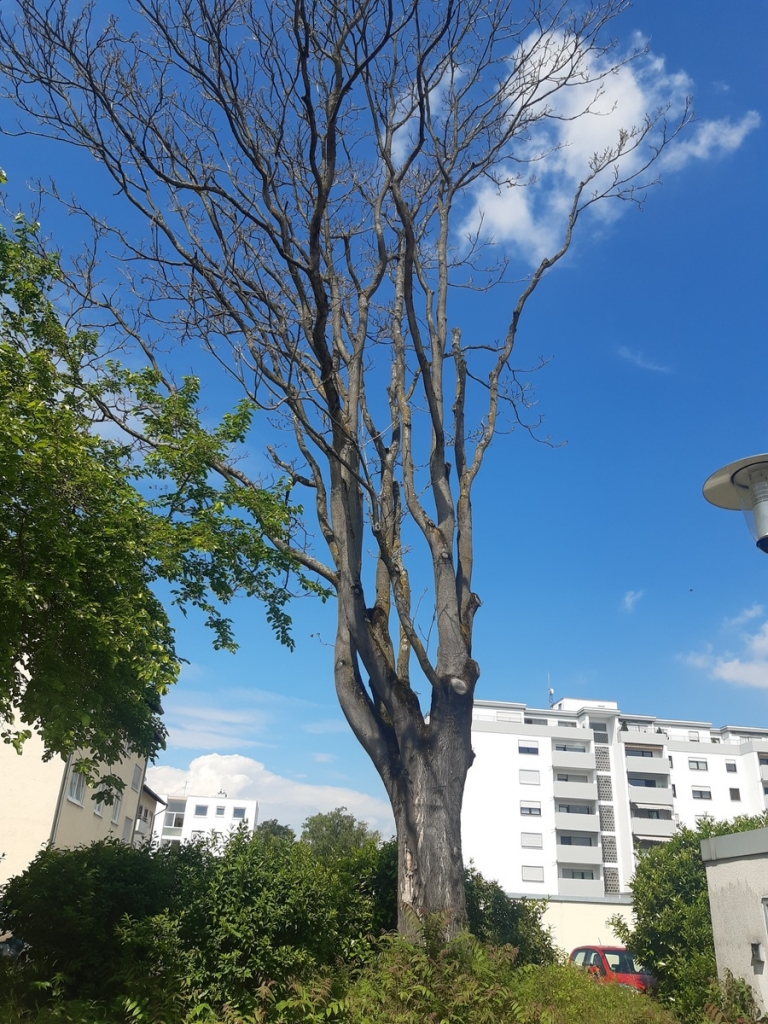 Ein Baum in der Nähe der Karl Frei Halle ist krank und muss gefällt werden.