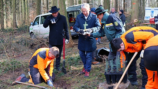 Baumpflanzung