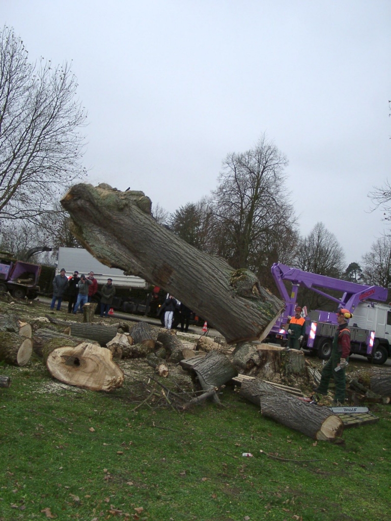 Friedenslinde.jpg