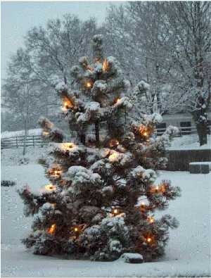 WEihnachtsbaum