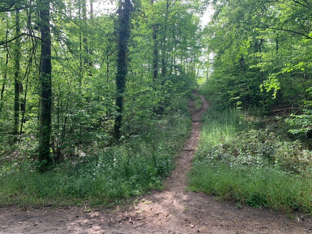 Düne im Oftersheimer Wald