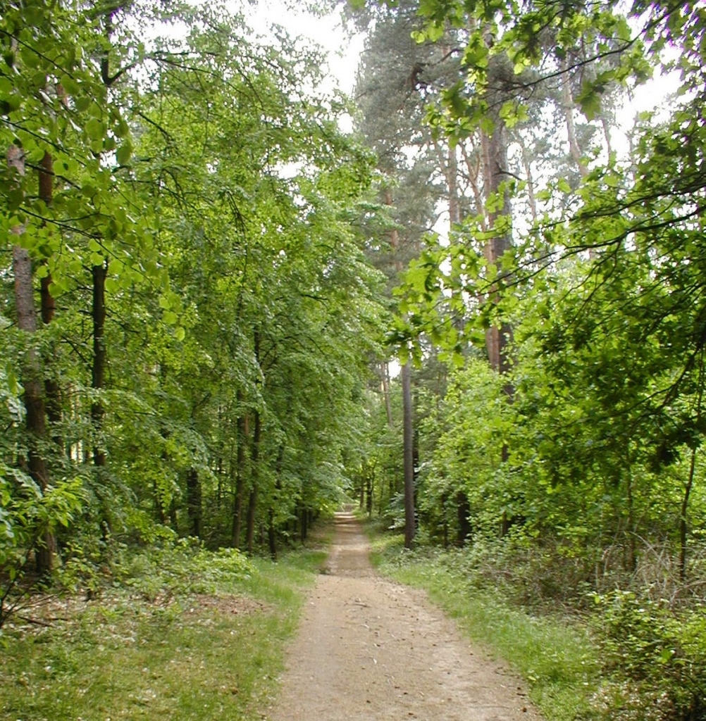 Wald