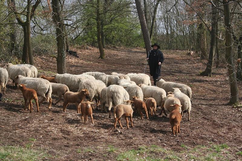 Schafherde2