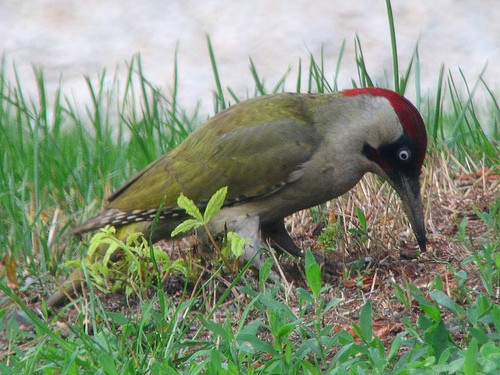 Vogel des Jahres 2014