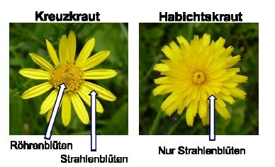 Kreuzkraut im Vergleich (Foto Grant, Landwirtschaftliches Zentrum Baden-Württemberg)