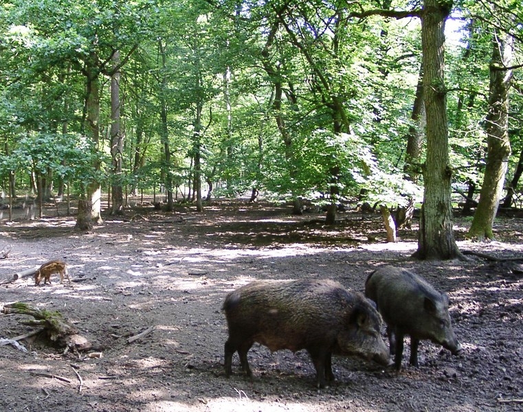Wildschweingehege