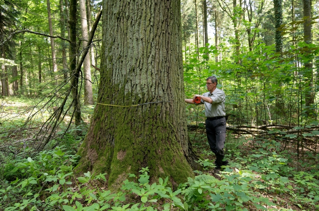 Wolfslocheiche 01.jpg