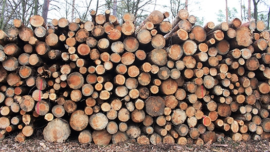 Holzstapel