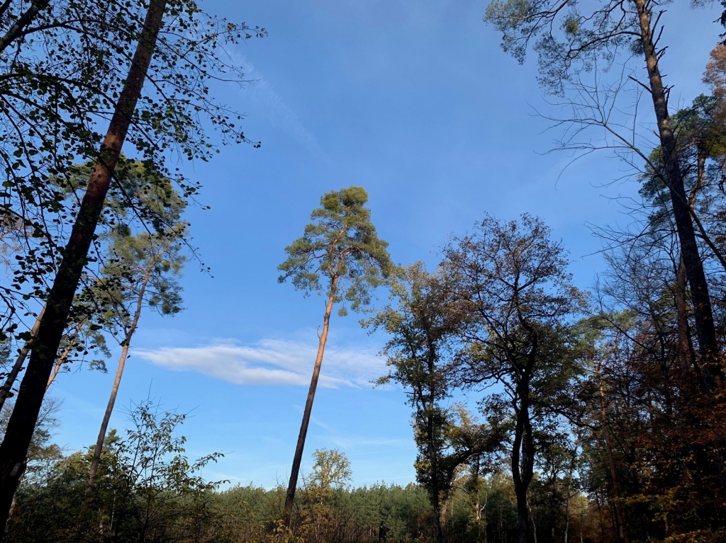 Oftersheimer Wald, Bild Gemeinde