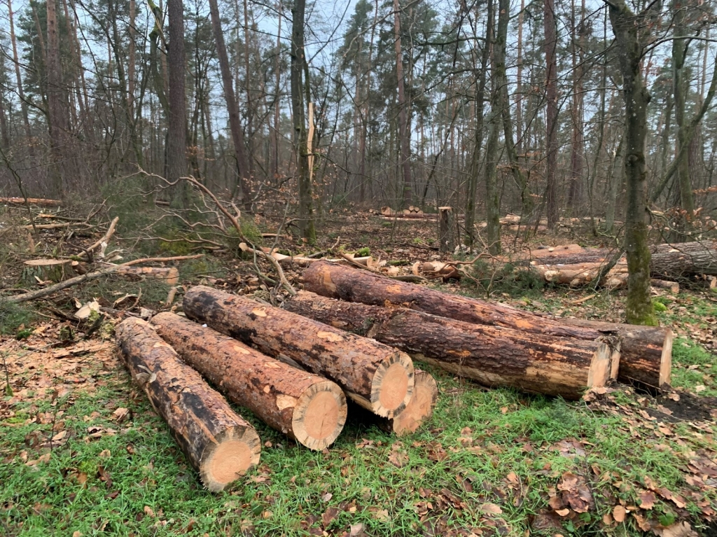 Gefällte Bäume im Oftersheimer Wald. Viele Bäume gehen kaputt wegen sommerlicher Hitze, Trockenheit sowie Engerlingfraß und Borkenkäfern.