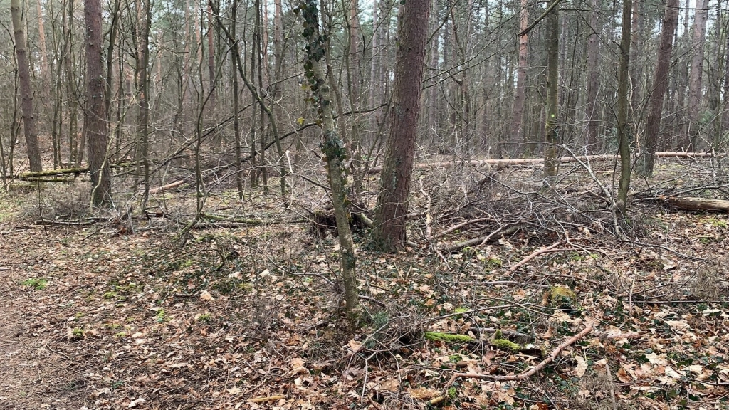 Wald Winter 2019 2020.jpg