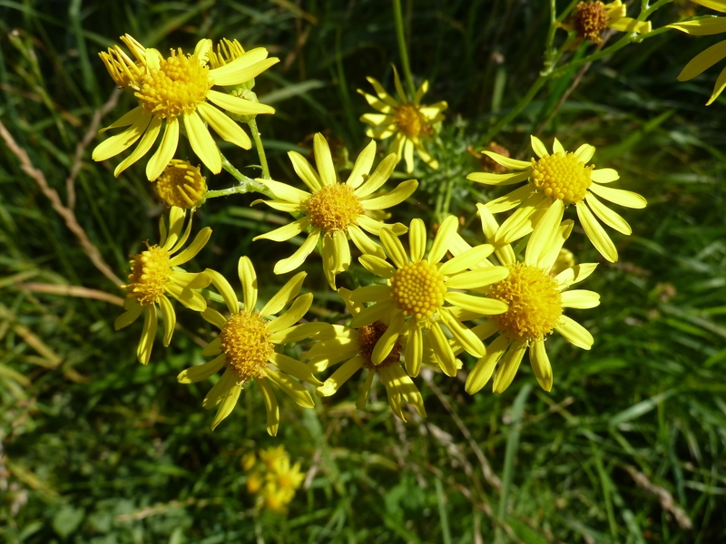 Jakobskreuzkraut 1