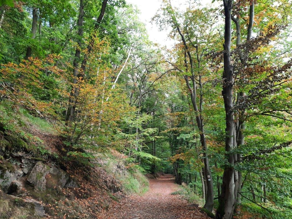 Waldweg. Bild: Landratsamt Rhein-Neckar-Kreis