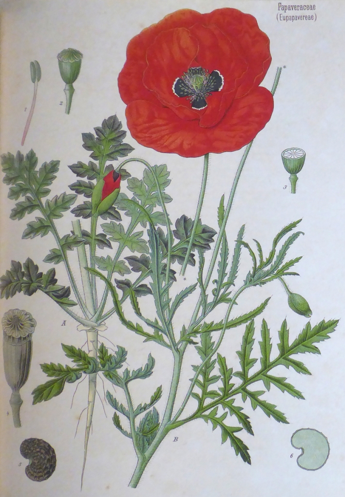 Zeichnung einer Mohnblume - Ausstellung im Kreisarchiv von Ladenburg