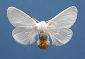 Goldafter