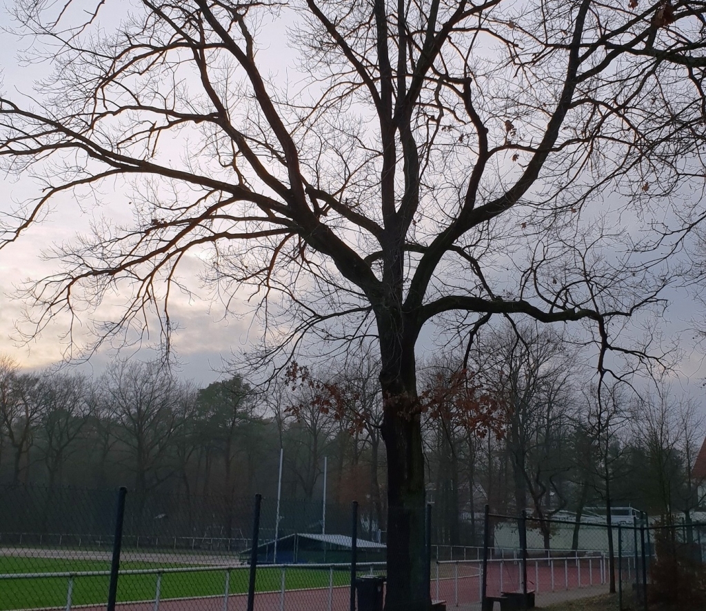 Eiche TSV Sportplatz neu.jpg