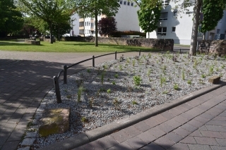 Staudenbeet im Gemeindepark
