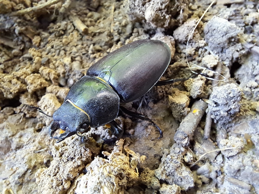 Hirschkäfer sind sogenannte FFH-Arten. Foto: Landschaftserhaltungsverband Rhein-Neckar e.V.