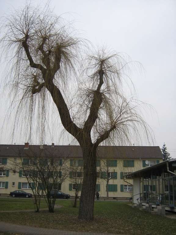 Weide I