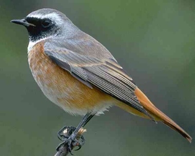 Vogel des Jahres