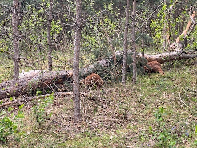 Ziegen von Baum erschlagen
