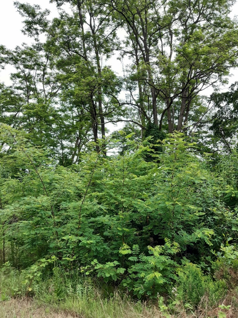 Robinie, Baum des Jahres 2020. Bild: Landratsamt Rhein-Neckar-Kreis