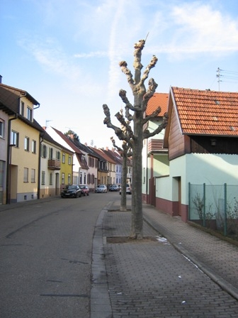 Platane1