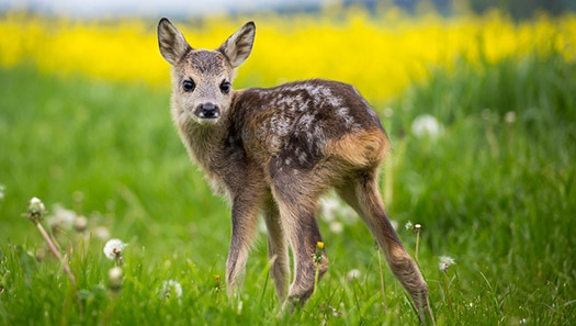 Foto: rehkitz lubos chlubny / stock.adobe.com