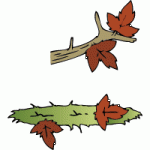 Herbstlaub