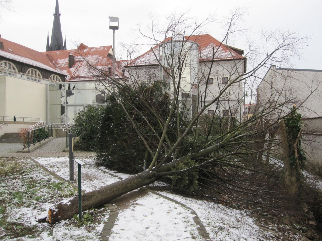 Oftersheim Linde Weinböhla Kopie.jpg