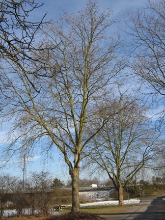 Platane2