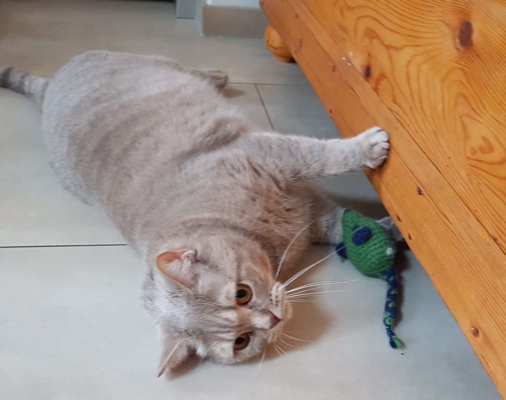 Spielende Katze. Foto Landratsamt Rhein-Neckar-Kreis