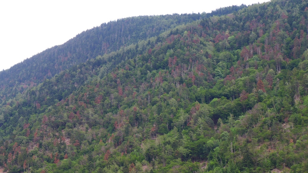 Diesem Wald geht es nicht gut, zahlreiche Kiefern sind abgestorben. Dank der Baumartenmischung kann der Wald trotzdem seine vielen Funktionen erfüllen. Foto: FVA Markus Kautz