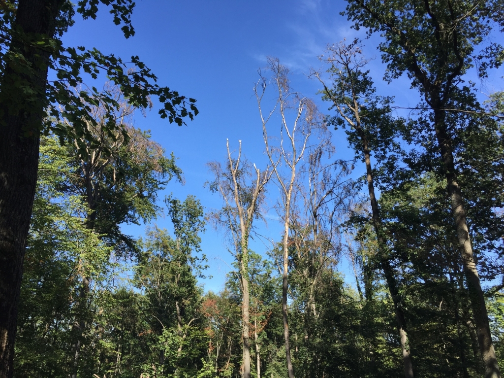 Kranke und gesunde Bäume prägen aktuell das Bild unserer Wälder. Foto:  Landratsamts Rhein-Neckar-Kreis