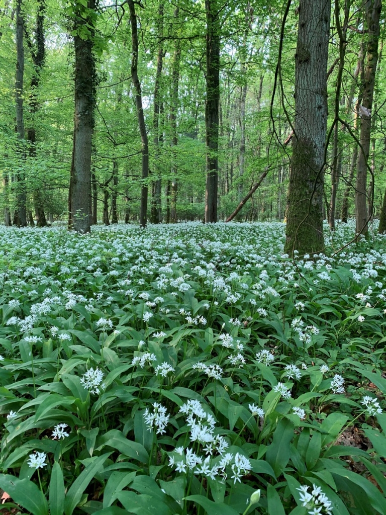 Bärlauch mit Blütenknospen (Foto Landratsamt Rhein-Neckar-Kreis)
