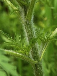 20220915-084631 ambrosia staengel klein.jpg