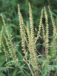 20220915-084631 ambrosia bluete gelb klein.jpg