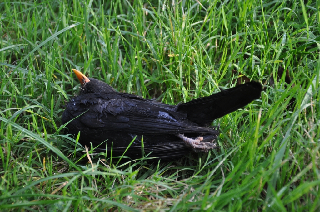 Amsel Totfund 2 Foto Stefan Bosch NABU frei.jpg