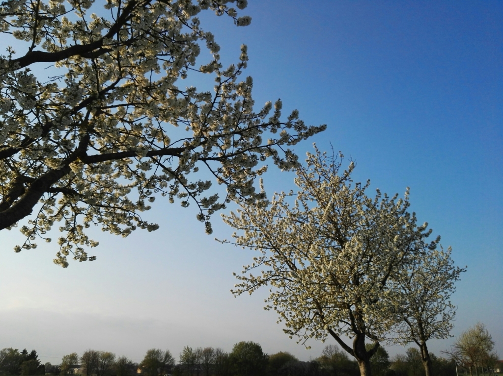 Bäume mit Frühlingsblüten (Symbolbild)