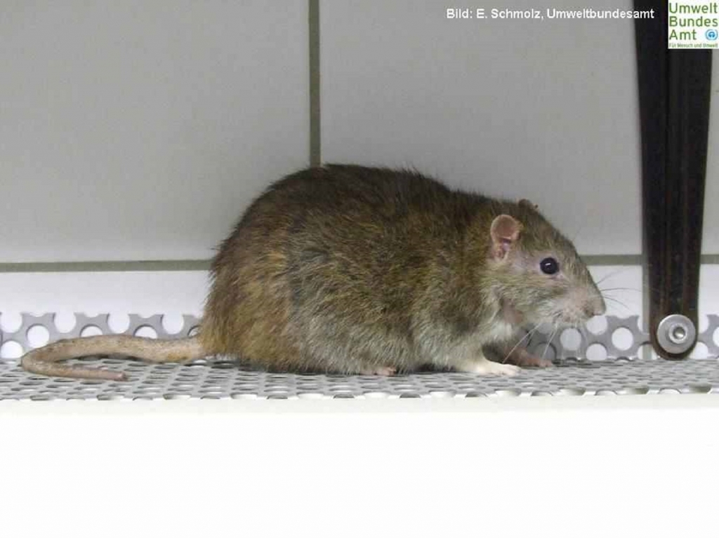 Gefangene Wanderratte. Bild: Erik Schmolz, Umweltbundesamt
