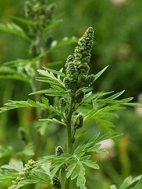 20220915-084631 ambrosia bluete geschlossen klein.jpg
