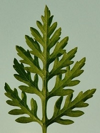 20220915-084631 ambrosia neu blattunterseite klein.jpg