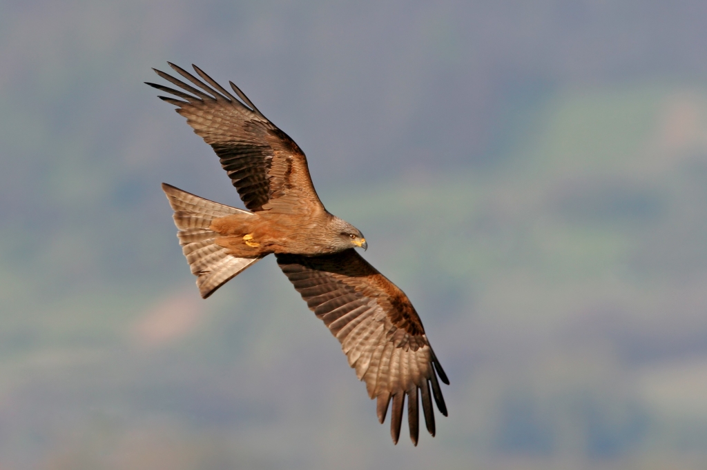 Schwarzmilan - Milvus migrans (M. Schäf) RP Karlsruhe