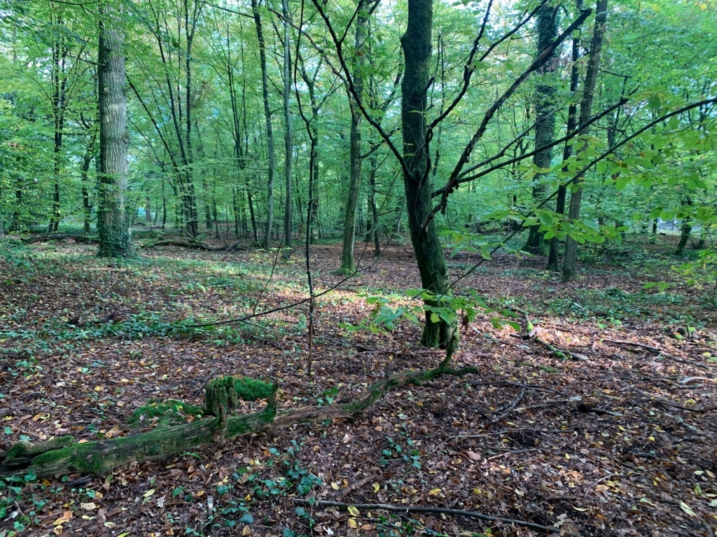 Blick in den Oftersheimer Wald