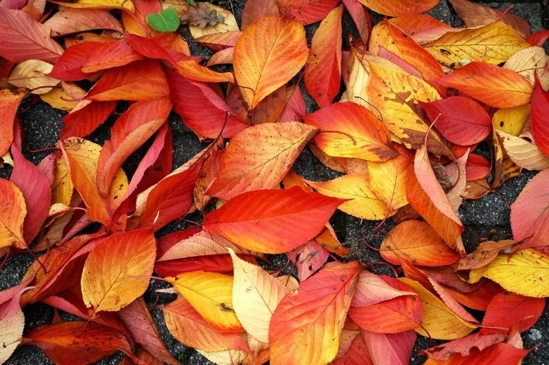 Herbst
