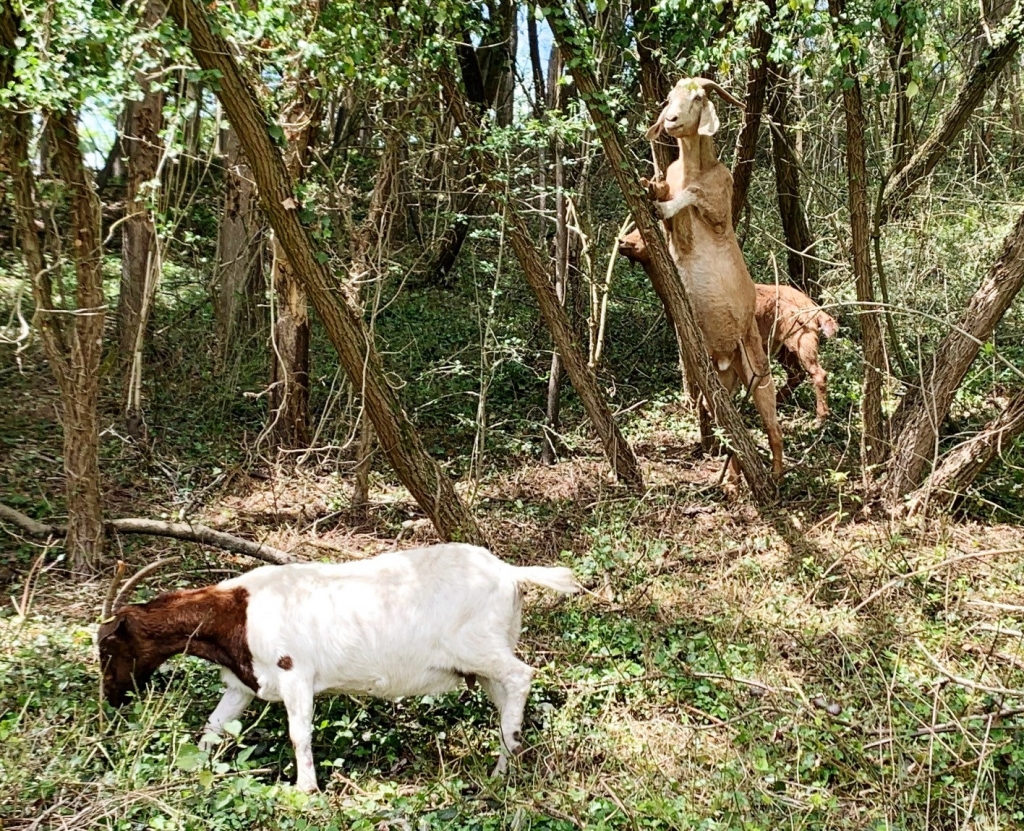 Ziegen bei der Waldweide